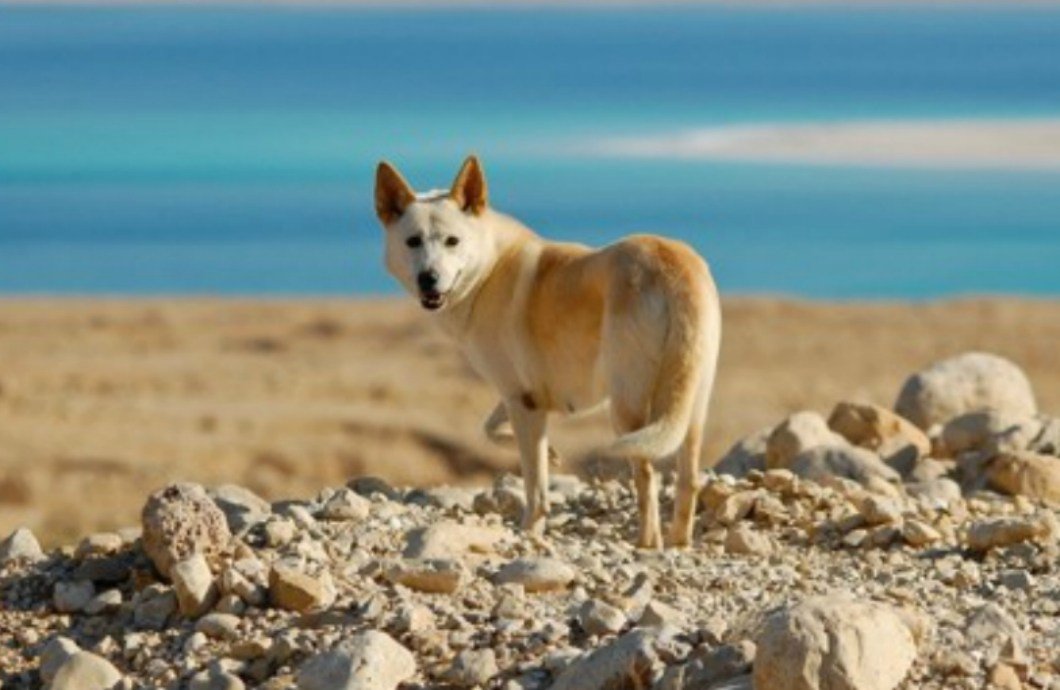 ¿Cómo se llama el perro de Jesús? | Que Visitar en España