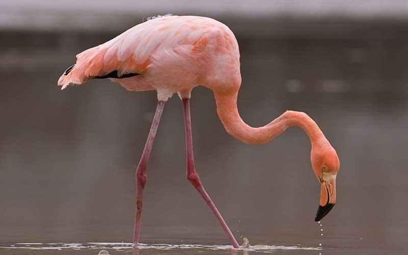 ¿Que le da el color rosa al flamenco? | Que Visitar en España